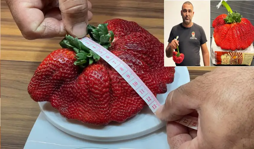 World Biggest Strawberry