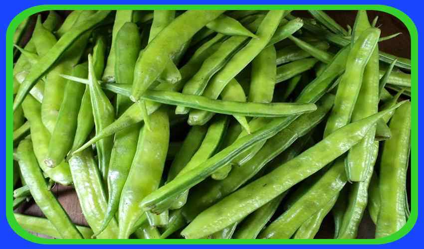 Weight Loss : అధిక బరువు తగ్గించే…. గోరుచిక్కుడు Weight Loss : అధిక బరువు తగ్గించే…. గోరుచిక్కుడు