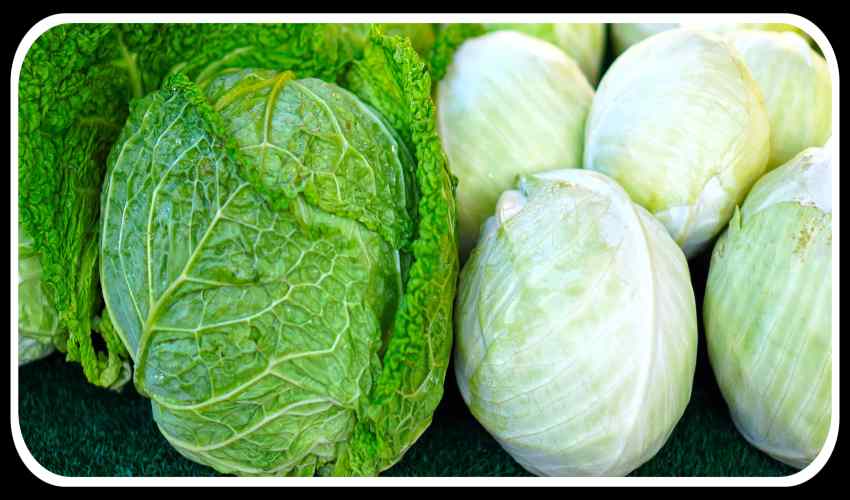 Cabbage : గుండెకే కాదు, ఎముకలకు మేలు చేసే క్యాబేజీ Cabbage : గుండెకే కాదు, ఎముకలకు మేలు చేసే క్యాబేజీ