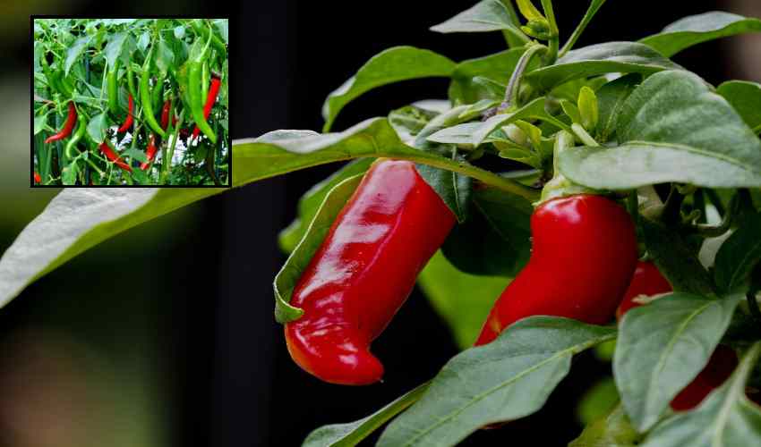 Chilli Cultivation
