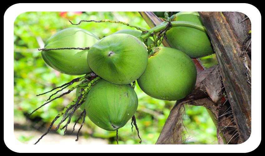 Coconut Cultivation : కొబ్బరి సాగులో.. ఎరువుల యాజమాన్యం Coconut Cultivation : కొబ్బరి సాగులో.. ఎరువుల యాజమాన్యం