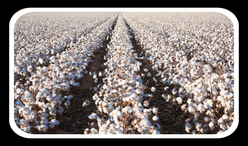 Cotton