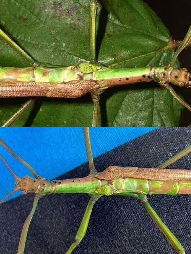 >డబుల్ జెండర్ గొల్లభామ