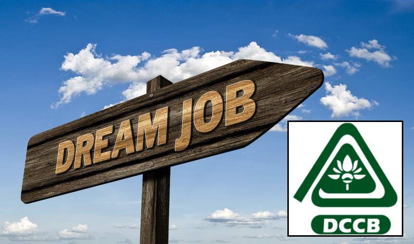 Dccb Jobs