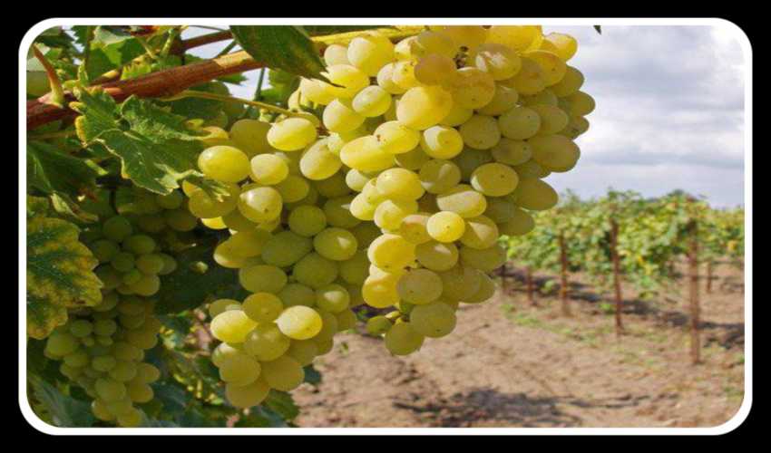 Grapes