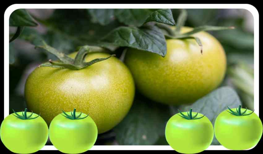 Green Tomato : రోగనిరోధక శక్తిని పెంచే పచ్చి టమోటా!.. Green Tomato : రోగనిరోధక శక్తిని పెంచే పచ్చి టమోటా!..