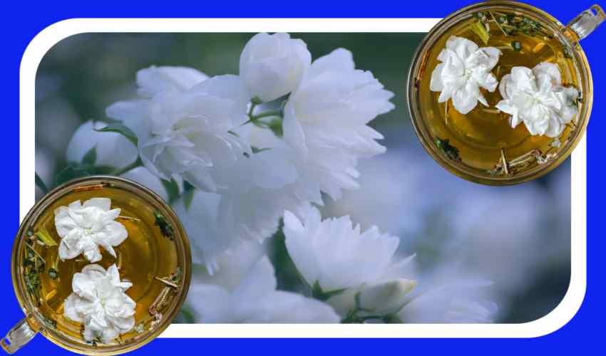Jasmine : ఆరోగ్యానికి మల్లెలు చేసే మేలెంతంటే? Jasmine : ఆరోగ్యానికి మల్లెలు చేసే మేలెంతంటే?