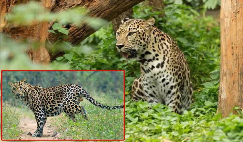 Leopard