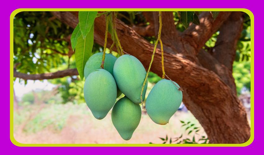 Mango Crop : మామిడిలో చీడపీడలు, తెగుళ్ళు… నివారణ Mango Crop : మామిడిలో చీడపీడలు, తెగుళ్ళు… నివారణ