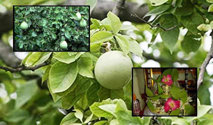 Maredu : అధ్యాత్మికంగానూ..ఔషధంగానూ…మారేడు మేలే!… Maredu : అధ్యాత్మికంగానూ..ఔషధంగానూ…మారేడు మేలే!…
