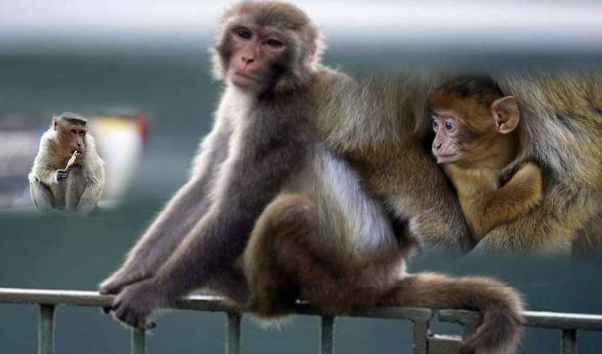 Monkey Fever