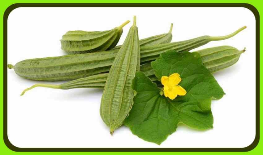 Ridge Gourd