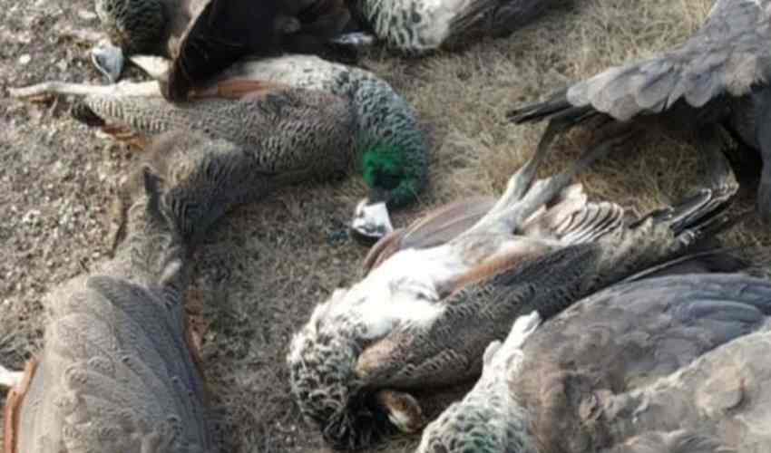 Seven Peacocks Dead