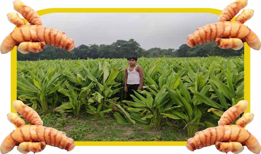Seed Purification : పసుపు సాగులో విత్తన శుద్ధి Seed Purification : పసుపు సాగులో విత్తన శుద్ధి