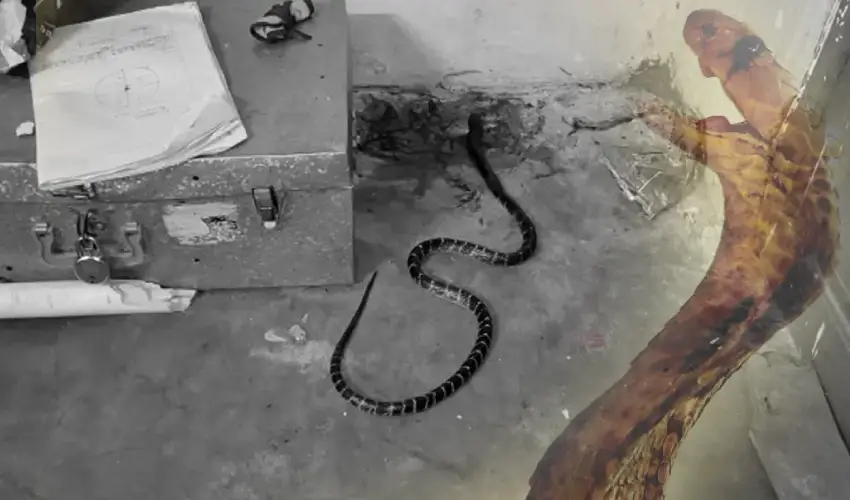 3 Students Injured Bitten By Snake In Mahatma Jyotiba Phule Gurukul