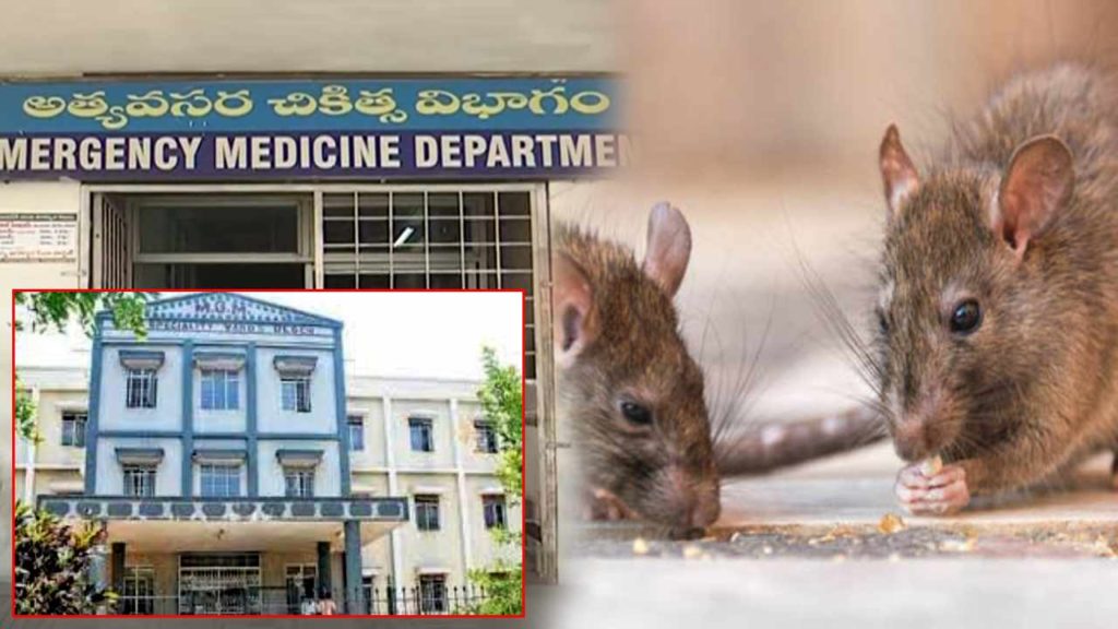 A Patient Bitten By Rats In Mgm Hospital Warangal District