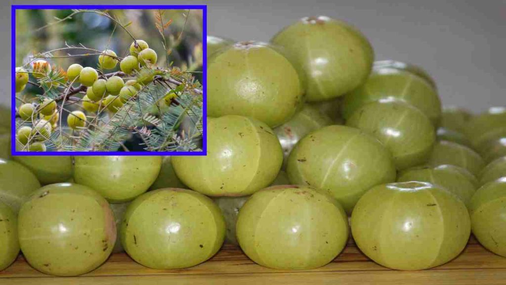 Amla