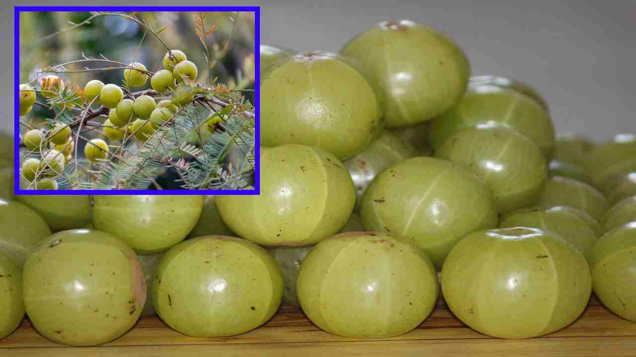 Amla : ఉసిరి ఎక్కువగా తీసుకుంటే దుష్ప్రభావాలు!. Amla : ఉసిరి ఎక్కువగా తీసుకుంటే దుష్ప్రభావాలు!.