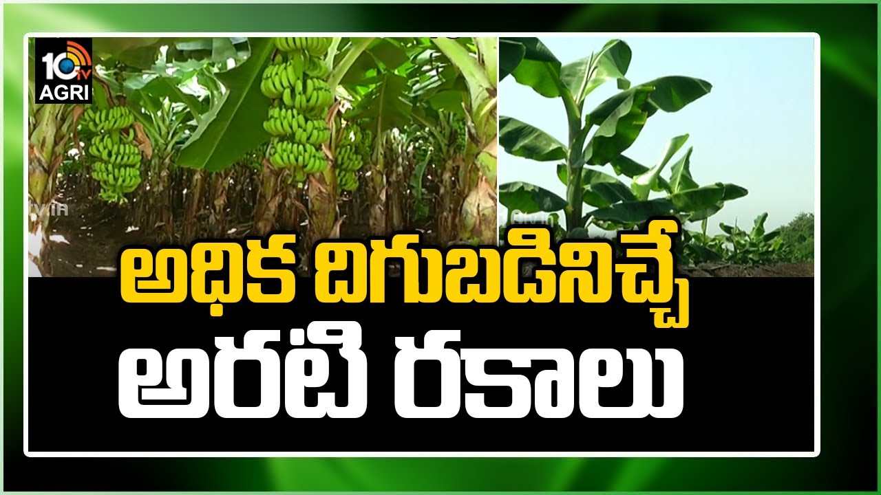 Banana Farming: అధిక దిగుబడినిచ్చే అరటి రకాలు