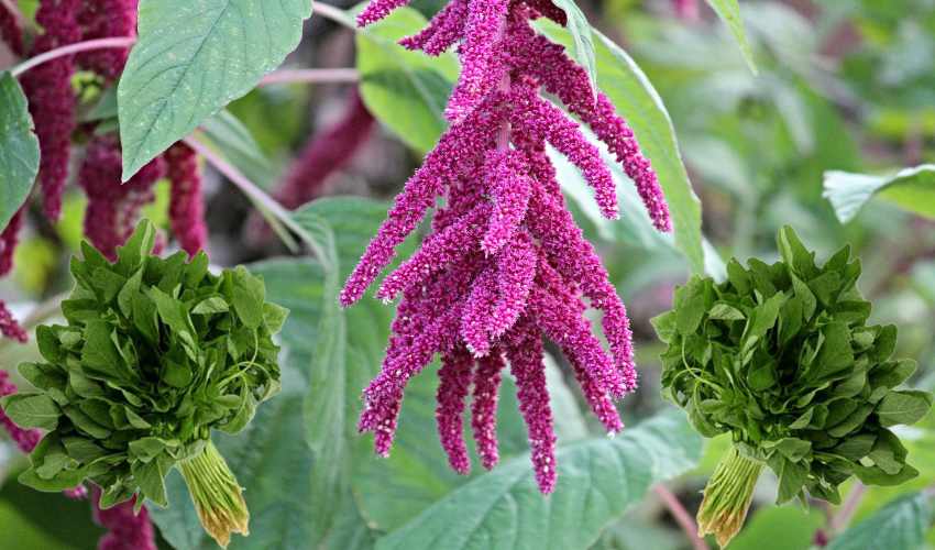 Amaranthus