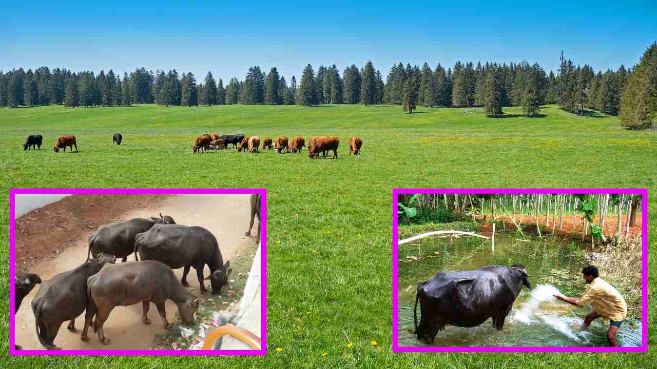 Animal Husbandry : వేసవి పశుపోషణలో జాగ్రత్తలు Animal Husbandry : వేసవి పశుపోషణలో జాగ్రత్తలు