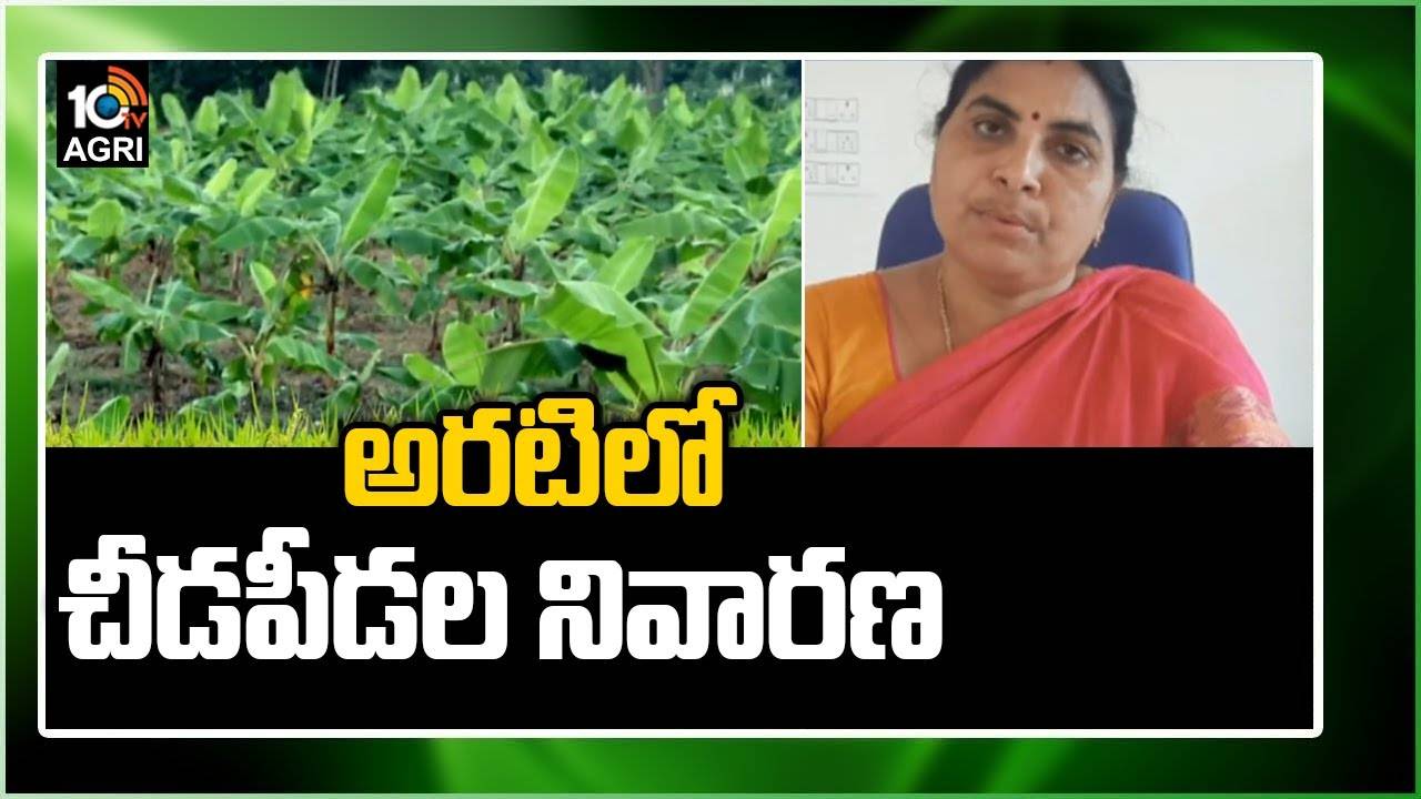 Banana Farming: అరటిలో చీడపీడల నివారణ