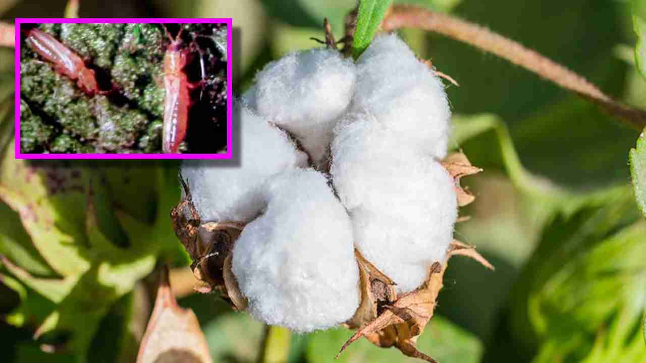 Bt Cotton : బిటి పత్తిలో తామర పురుగుల…నివారణ Bt Cotton : బిటి పత్తిలో తామర పురుగుల…నివారణ