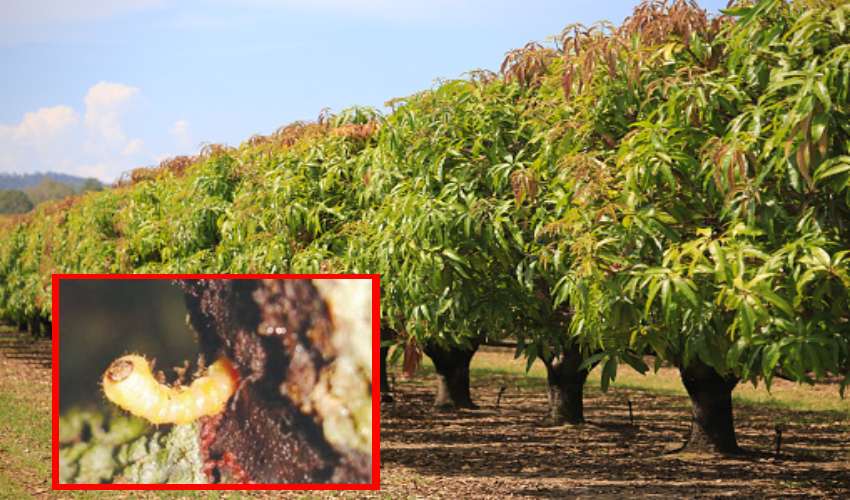 Bark Mite : పండ్లతోటల్లో బెరడు తొలిచే పురుగు నివారణ Bark Mite : పండ్లతోటల్లో బెరడు తొలిచే పురుగు నివారణ
