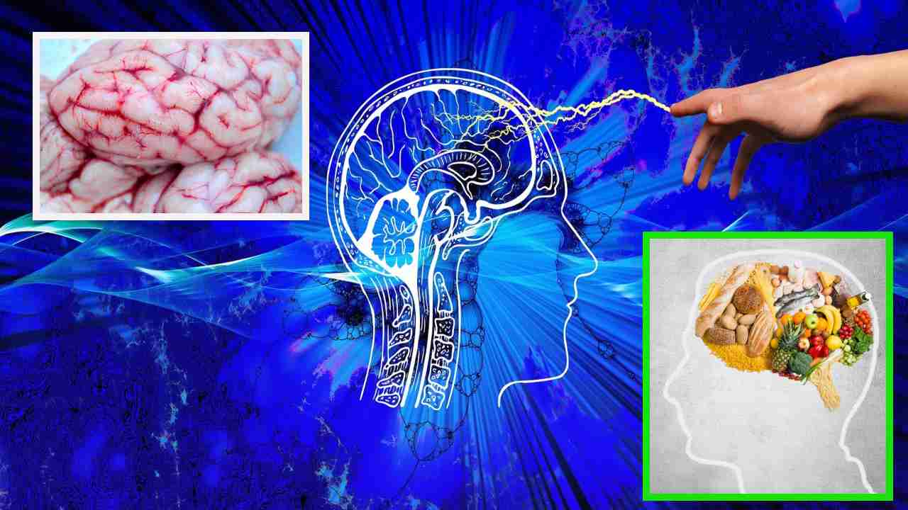 Brain : బ్రెయిన్ చురుకుగా,…ఆరోగ్యంగా ఉండాలంటే?…. Brain : బ్రెయిన్ చురుకుగా,…ఆరోగ్యంగా ఉండాలంటే?….