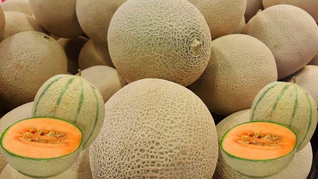 Cucumis Melo