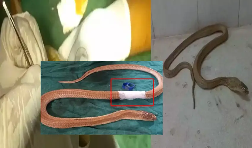 Doctors Conduct Surgery On Cobra To Remove Plastic Cap From Abdomen