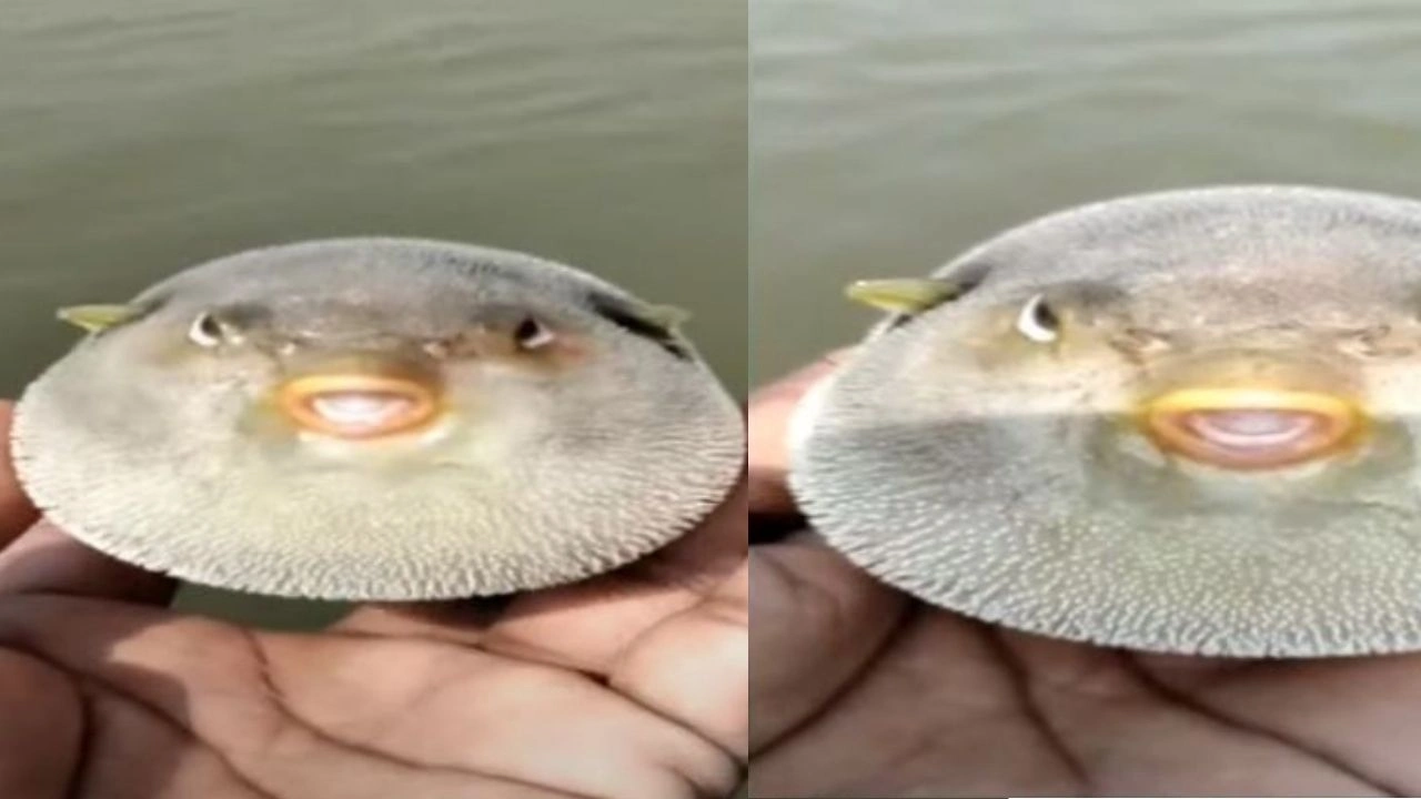 Fish