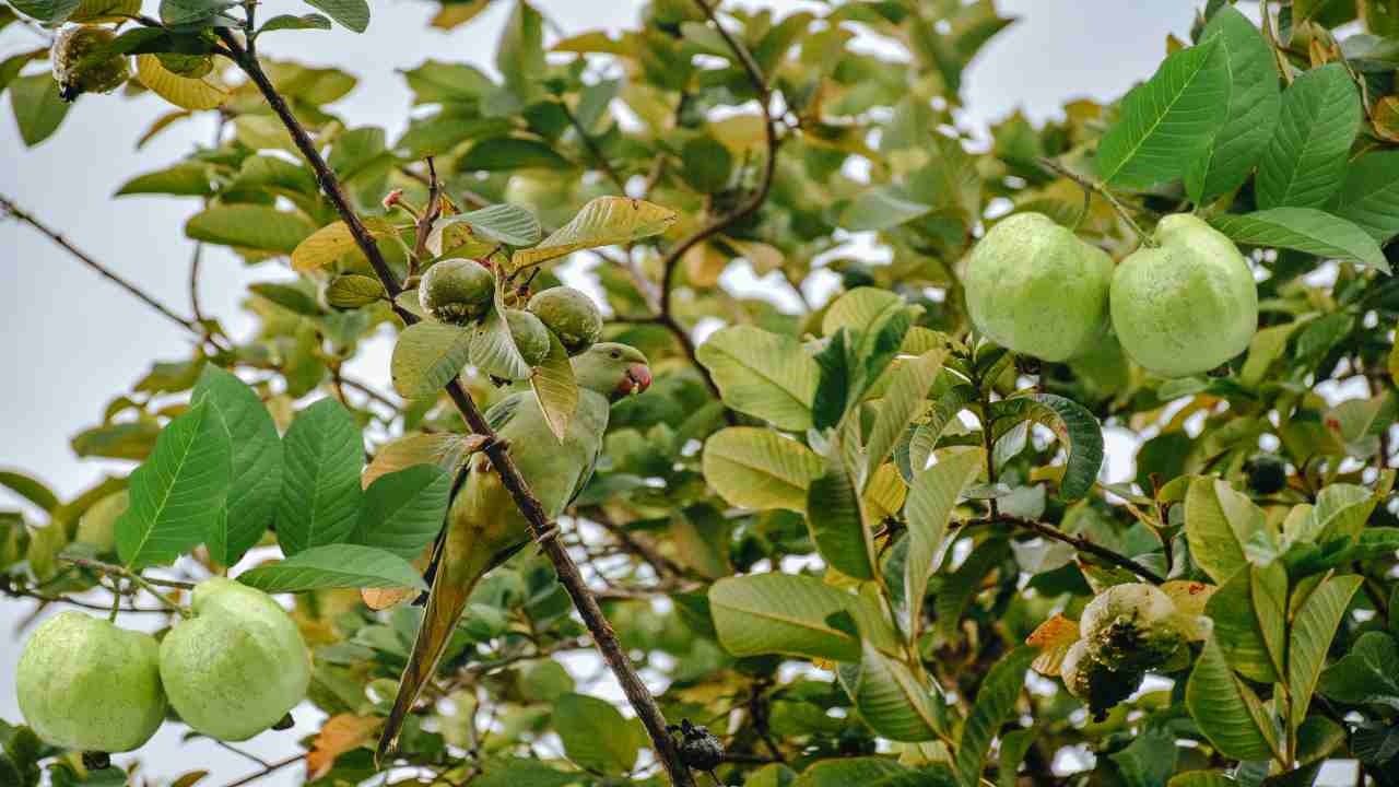 Guava : జామలో తెగుళ్ళు, చీడపీడల నివారణ Guava : జామలో తెగుళ్ళు, చీడపీడల నివారణ