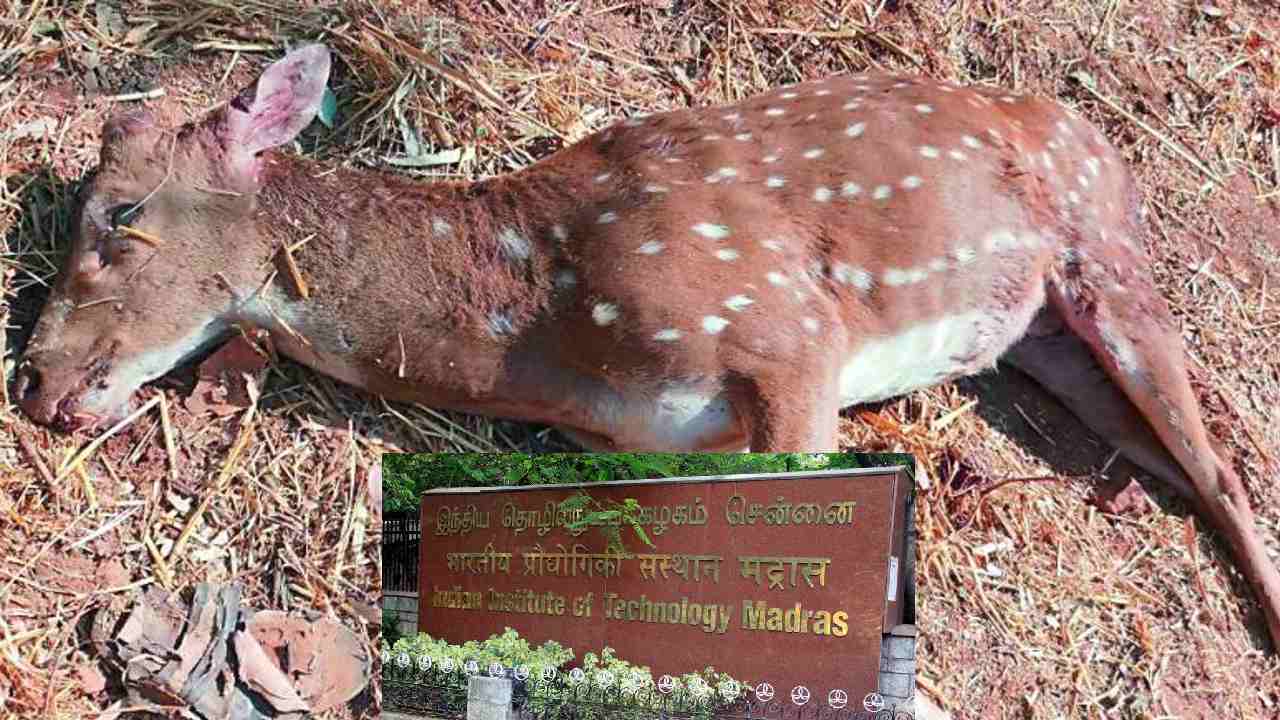 Anthrax in Animals: దేశంలో మరోసారి ఆంత్రాక్స్ కలకలం: ఐఐటీ-మద్రాస్ క్యాంపస్లో ఆంత్రాక్స్తో జింక మృతి Anthrax in Animals: దేశంలో మరోసారి ఆంత్రాక్స్ కలకలం: ఐఐటీ-మద్రాస్ క్యాంపస్లో ఆంత్రాక్స్తో జింక మృతి