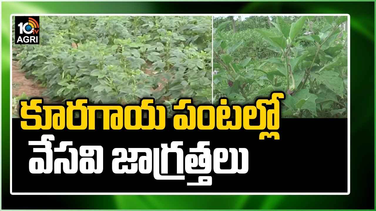 Vegetables Farming: కూరగాయ పంటల్లో వేసవి జాగ్రత్తలు