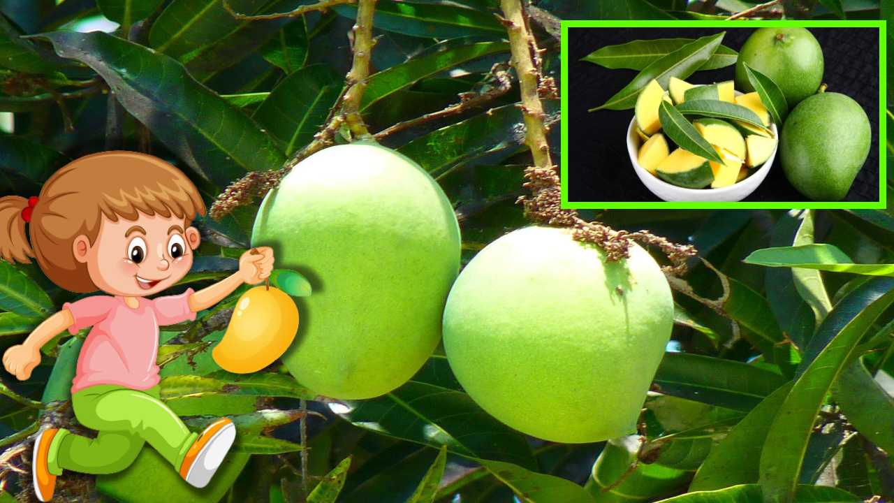 Green Mango : వేసవిలో రోగనిరోధక శక్తిని పెంచే పచ్చి మామిడికాయ! Green Mango : వేసవిలో రోగనిరోధక శక్తిని పెంచే పచ్చి మామిడికాయ!