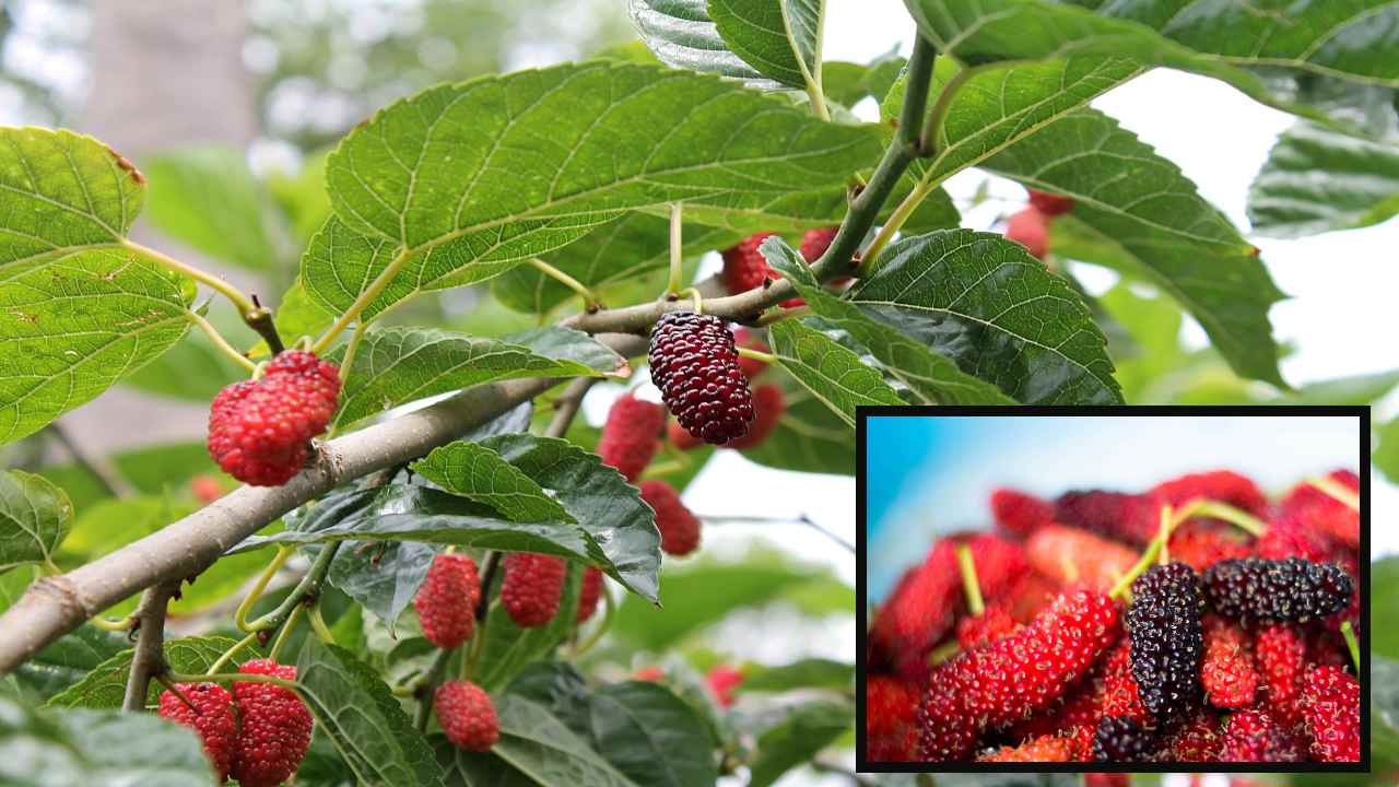 Mulberry Fruit : గ్యాస్,కడుపు ఉబ్బరం…మల్బరీ పండ్లతో Mulberry Fruit : గ్యాస్,కడుపు ఉబ్బరం…మల్బరీ పండ్లతో