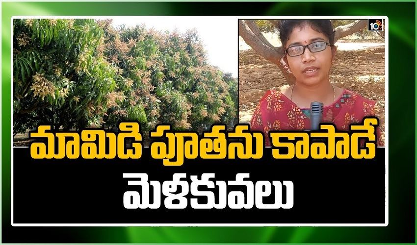 Maamidi Pootanu Kaapade