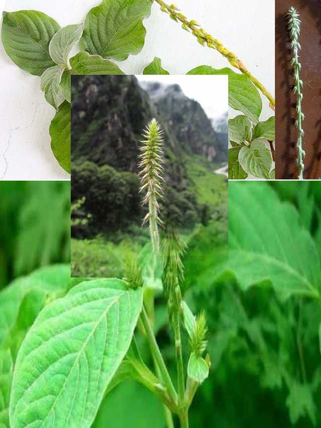 ఔషధాల గని..ఉత్తరేణి.. 10TV Telugu Amazing health benefits uttareni plant10TV Telugu