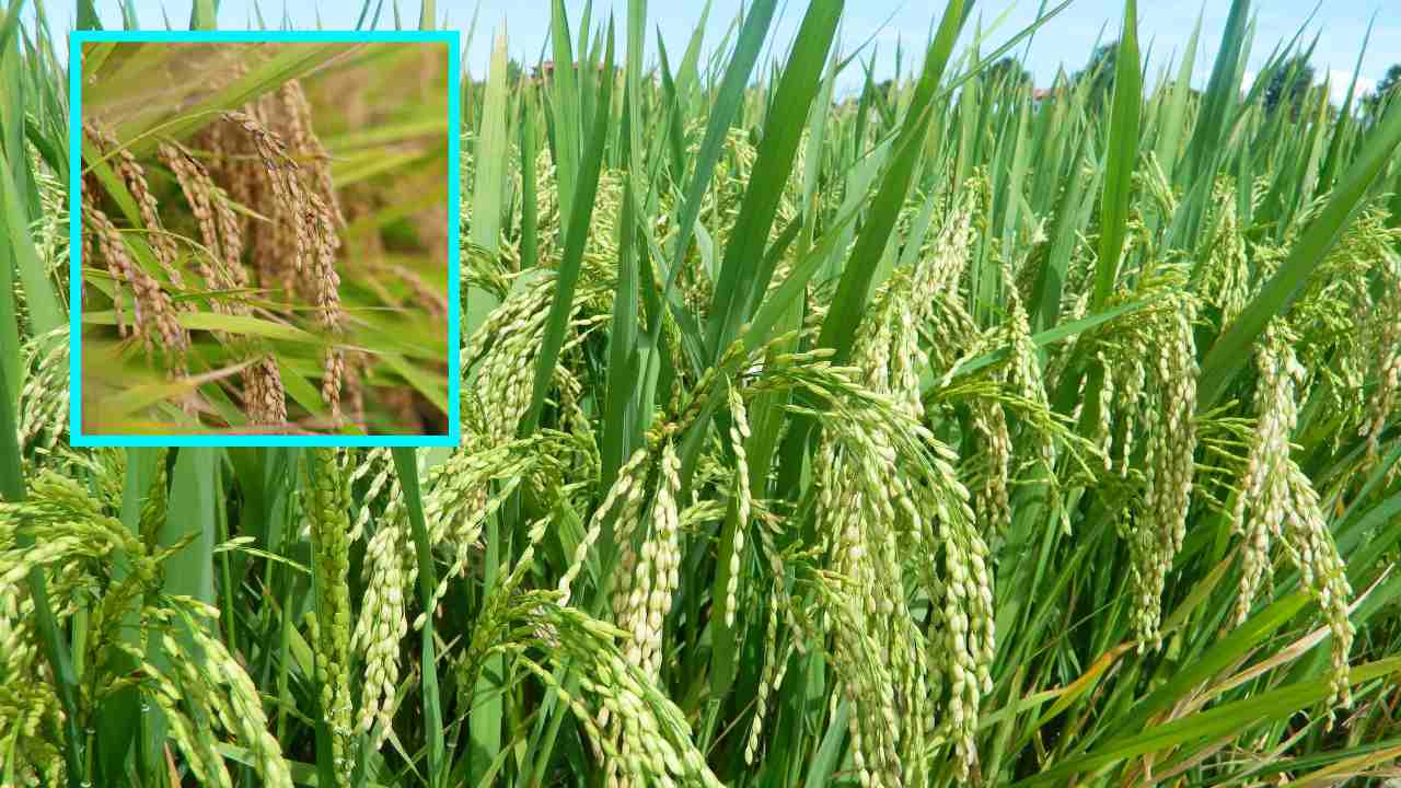Paddy : వరిపైరులో చీడపీడల సస్యరక్షణ Paddy : వరిపైరులో చీడపీడల సస్యరక్షణ