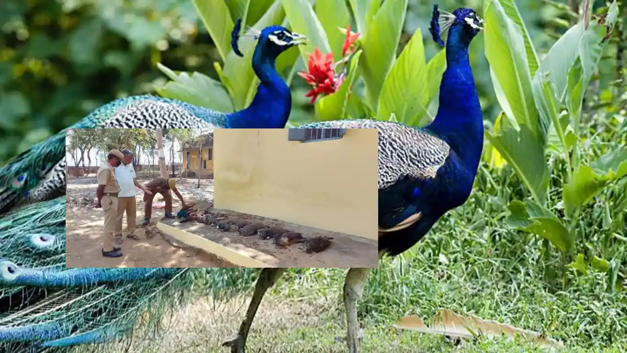 Peacocks Died In Tamilnadu (2)