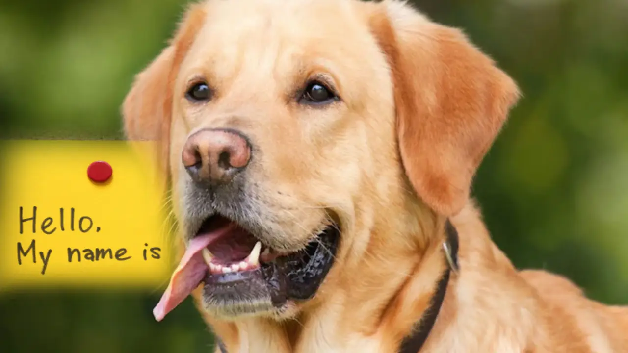 Pet Dog Name Controversial