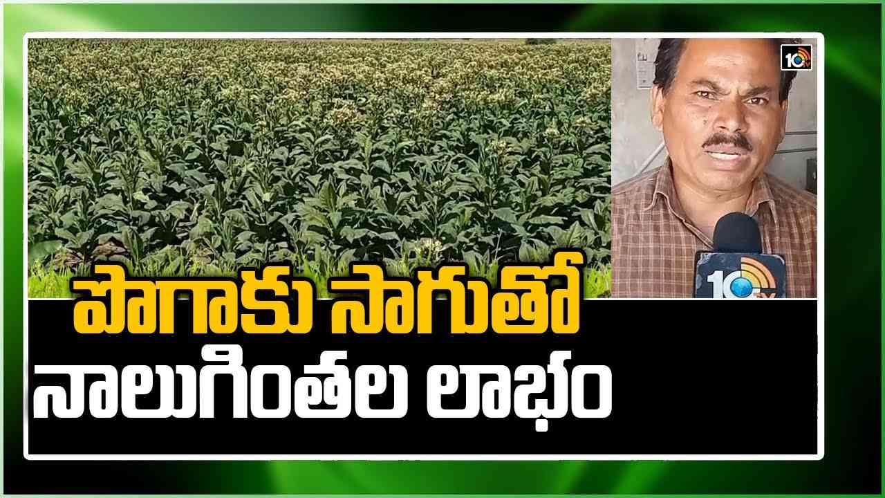 Tobacco Farming: పొగాకు సాగుతో నాలుగింతల లాభం