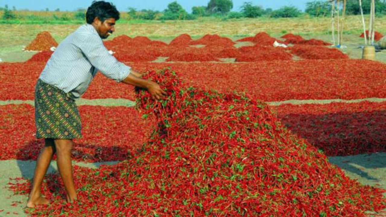 Telugu States: ఎర్ర బంగారం.. అన్నదాతకు సిరులు కురిపిస్తున్న మిర్చి! Telugu States: ఎర్ర బంగారం.. అన్నదాతకు సిరులు కురిపిస్తున్న మిర్చి!