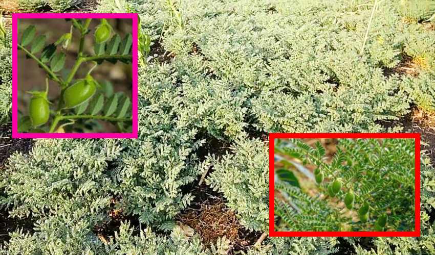 Bengal Gram : శనగలో తెగుళ్ళు, చీడపీడల నివారణ Bengal Gram : శనగలో తెగుళ్ళు, చీడపీడల నివారణ