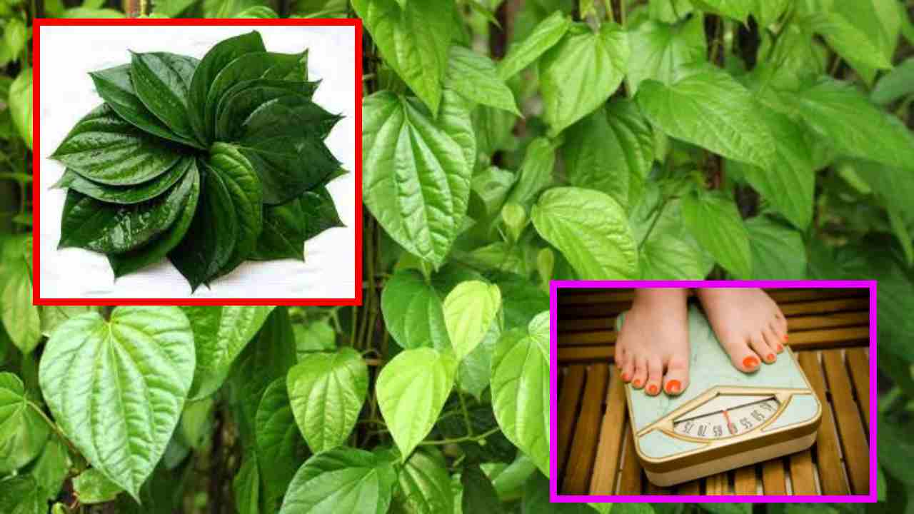 Betel Leafs : బరువు తగ్గించుకోవాలనుకుంటే తమలపాకులతో!. Betel Leafs : బరువు తగ్గించుకోవాలనుకుంటే తమలపాకులతో!.
