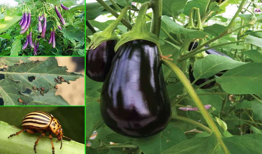 Brinjal (1)