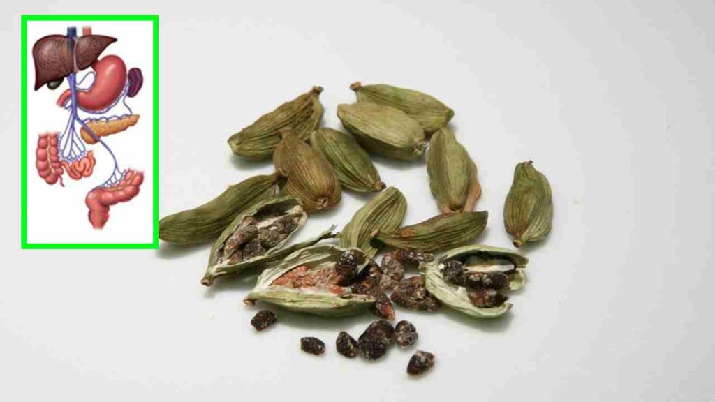 Cardamom