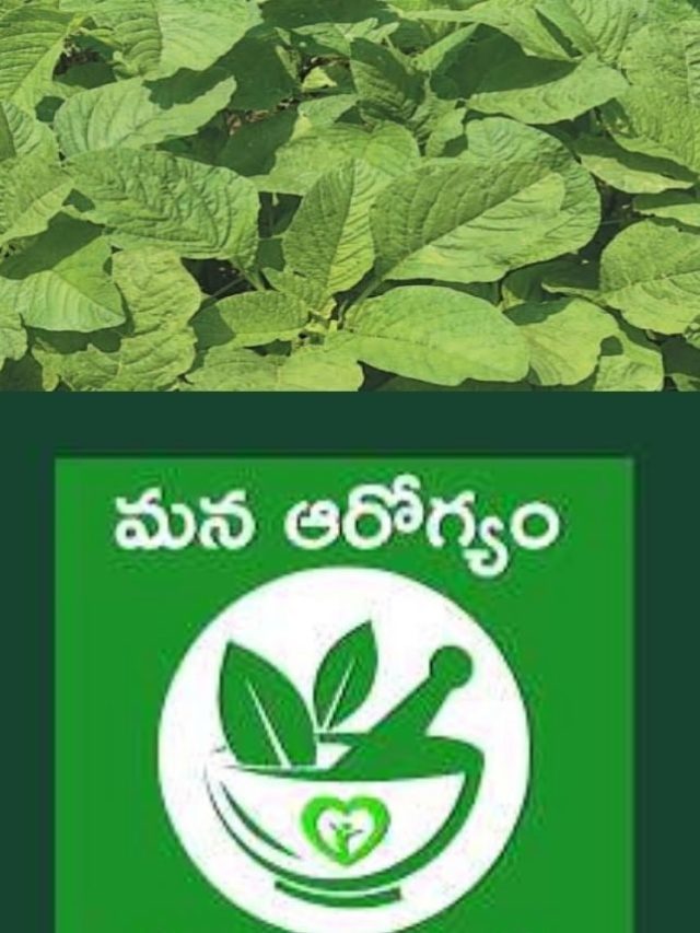 >ఆరోగ్యానికి ఎంతో మేలు చేసే తోటకూర