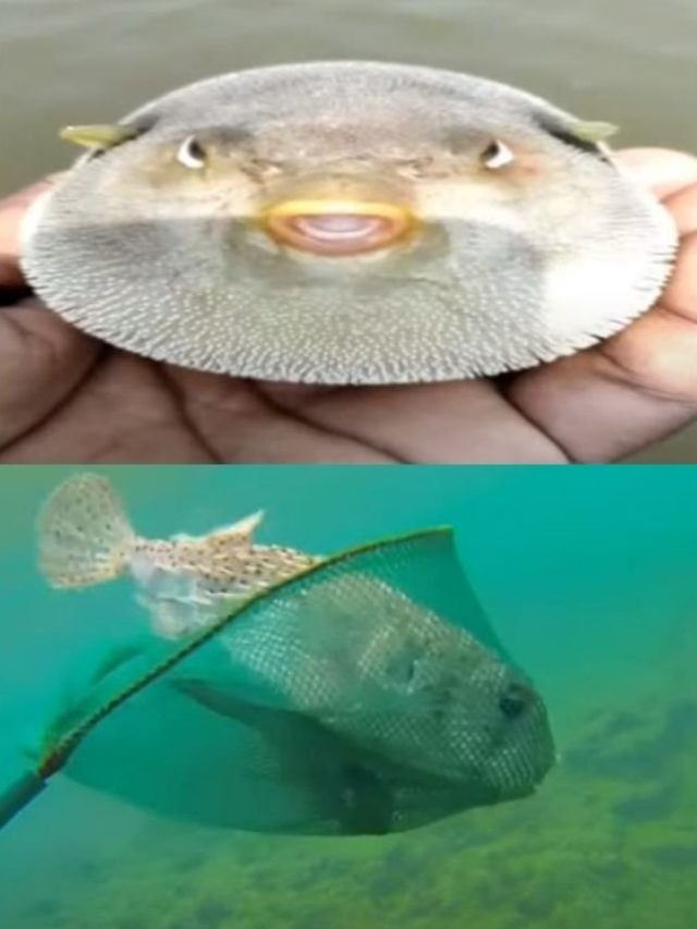 >మనిషి ముఖాన్ని పోలి ఉన్న వింత చేప